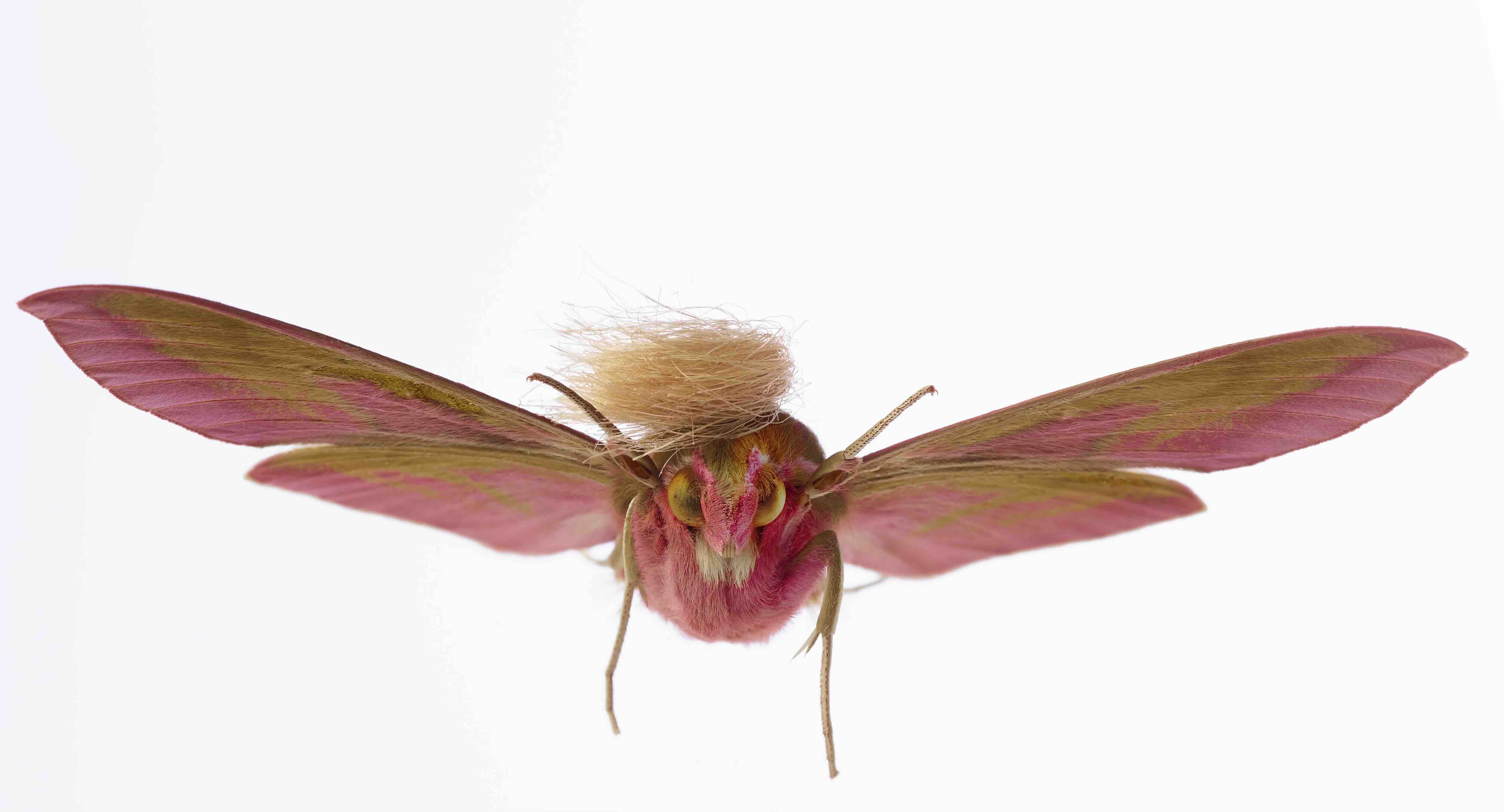 Neopalpa Donaldtrumpi Moth - AI data manipulation project